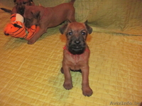 щенки ирландского терьера  от импортных производителей! - Изображение #2, Объявление #188407