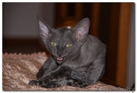 VIP котята  Корниш-рекс    Родились 16.12.2010.  - Изображение #1, Объявление #198096