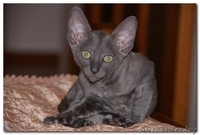 котята Корниш-рекс Родились 16.12.2010 - Изображение #2, Объявление #200321