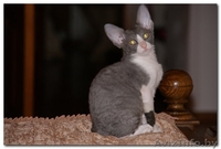 котята Корниш-рекс Родились 16.12.2010 - Изображение #3, Объявление #200321