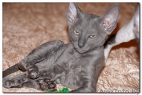 котята Корниш-рекс Родились 16.12.2010 - Изображение #6, Объявление #200321