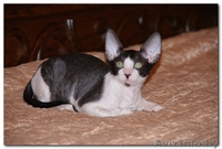 VIP котята  Корниш-рекс    Родились 16.12.2010.  - Изображение #3, Объявление #198096