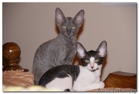 котята Корниш-рекс Родились 16.12.2010 - Изображение #1, Объявление #200321