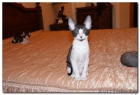 котята Корниш-рекс Родились 16.12.2010 - Изображение #5, Объявление #200321