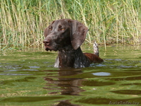 Щенки курцхаара в Минске - Изображение #1, Объявление #198838