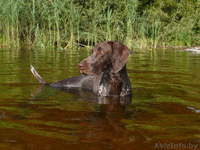Щенки курцхаара в Минске - Изображение #2, Объявление #198838