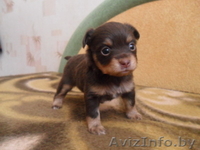 Русский Той-терьер - Изображение #2, Объявление #176411