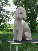 Бедлингтон-терьер - Изображение #2, Объявление #234400