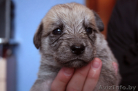 Месячные щенки в дар! Мальчики и девочки.   - Изображение #1, Объявление #236894