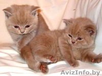 Британские котята есть мальчики и девочки… - Изображение #3, Объявление #219269