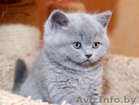 Британский котенок с документами - Изображение #2, Объявление #218579