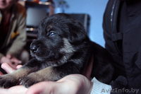 Щенок в дар! Месячные щенки в дар! Мальчики и девочки.   - Изображение #3, Объявление #246318