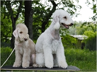 Бедлингтон-терьер - Изображение #1, Объявление #234400