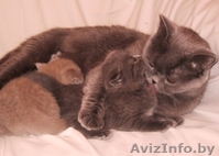 Британские котята есть мальчики и девочки… - Изображение #2, Объявление #219269