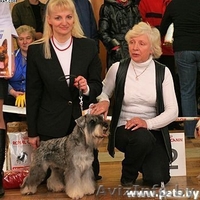 щенки цвергшнауцера из питомника - Изображение #2, Объявление #244055