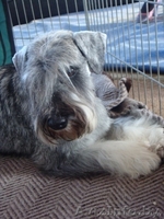 щенки цвергшнауцера из питомника - Изображение #3, Объявление #244055