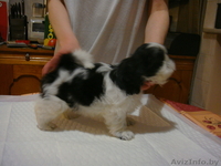 продаются щенки ши-тцу в минске - Изображение #2, Объявление #234089