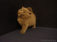 Отличные британские котята из питомника - Изображение #1, Объявление #236684