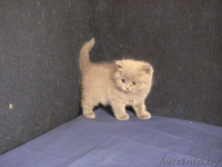 Отличные британские котята из питомника - Изображение #2, Объявление #236684