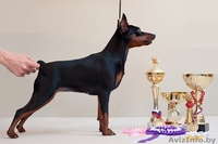 Цверпинчера щенки родословная РКФ - Изображение #1, Объявление #243777