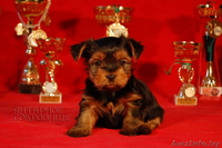 Щенки йоркширского терьера ищут маму - Изображение #2, Объявление #244167