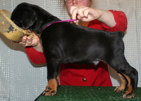 Продаются щенки добермана - Изображение #1, Объявление #245913