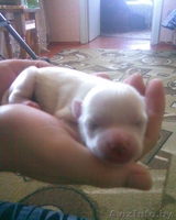 Милые красивые щенки - Изображение #5, Объявление #232347