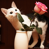 Белый котик подросток с черными пятнышками ищет хозяев    - Изображение #1, Объявление #241439