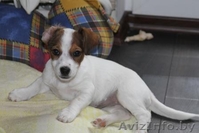  джек рассел терьер - Изображение #1, Объявление #224350