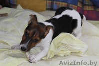  джек рассел терьер - Изображение #2, Объявление #224350