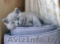 Британский котенок с документами - Изображение #1, Объявление #218579