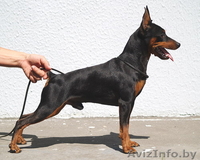 Цверпинчера щенки родословная РКФ - Изображение #2, Объявление #243777