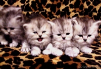 продам персидских котят - Изображение #1, Объявление #225558