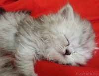 продам персидских котят - Изображение #4, Объявление #225558