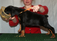 Продаются щенки добермана - Изображение #2, Объявление #245913