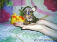 Русский той - Изображение #2, Объявление #230511