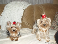 Щенки Йоркширского терьера стандарт - Изображение #2, Объявление #233728