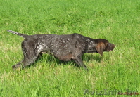 Курцхаарчики щенки в Минске - Изображение #1, Объявление #217069