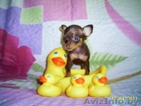 Русский той - Изображение #1, Объявление #230511