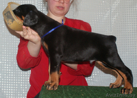 Продаются щенки добермана - Изображение #3, Объявление #245913