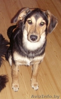 Метис овчарки (девочка 7-8 месяцев) - Изображение #1, Объявление #247966