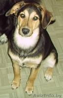 Метис овчарки (девочка 7-8 месяцев) - Изображение #2, Объявление #247966