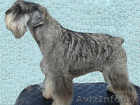 щенки цвергшнауцера из питомника - Изображение #1, Объявление #244055