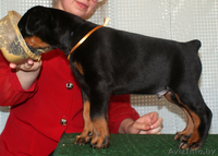 Продаются щенки добермана - Изображение #4, Объявление #245913