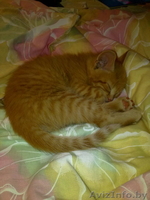 Котёнок 2 мес. в дар - Изображение #1, Объявление #262733