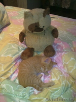 Котёнок 2 мес. в дар - Изображение #2, Объявление #262733