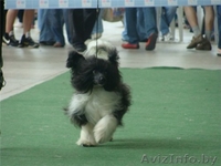 Китайска Хохлатая собачка щенки - Изображение #1, Объявление #266113