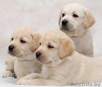 Щенки породы лабрадор ретривер палевого окраса с родословной. - Изображение #1, Объявление #256908