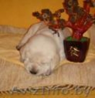 Продам щенка лабрадора - Изображение #1, Объявление #266601