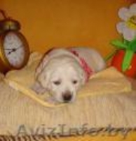 Продам щенка лабрадора - Изображение #3, Объявление #266601